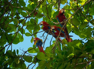 161 Wild Macaws 1.jpg