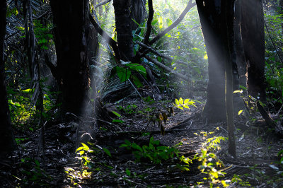 163 Rain Forest Morning light 2.jpg