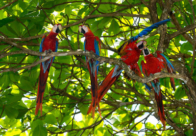 163 Wild Macaws 1.jpg