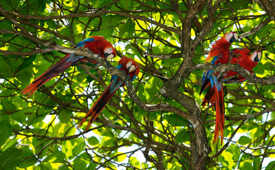 163 Wild Macaws 2.jpg