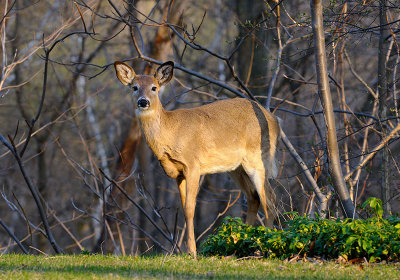 164 Toronto Deer 1.jpg
