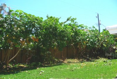 moms_tree_trimming