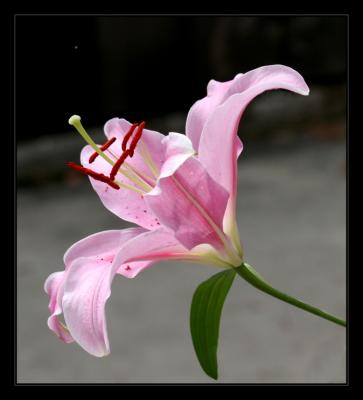 Pink Lily.jpg