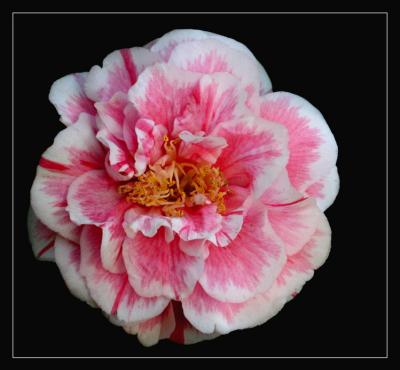 Candy Stripe Camelia.jpg