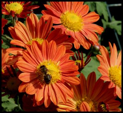 Bee on Orange Flower.jpg