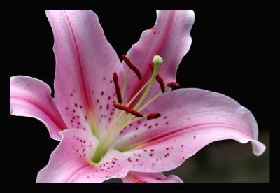 Pink Lily Macro.jpg