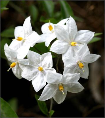 White Flowers.jpg