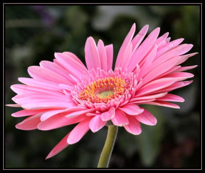 Pink Daisy.jpg