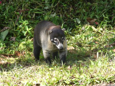 Animal by roadside .jpg