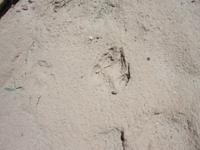 Tracks - probably a feral Labrador