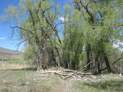 Busted Cottonwood