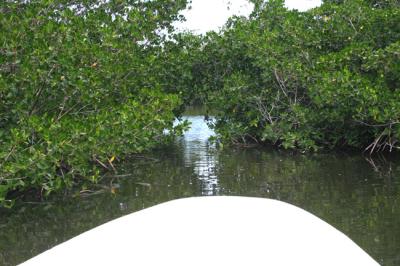 mangrove jungle