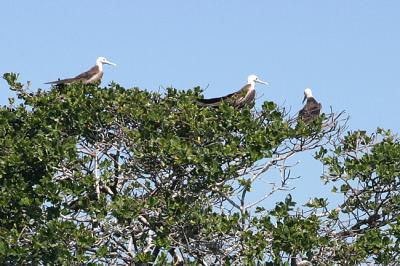 frigate birds web.jpg