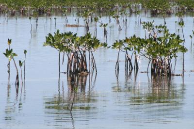 mangroves web.jpg