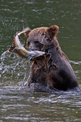 Grizzly Bears & Salmon