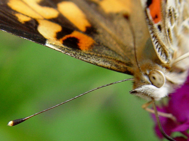 DSC05076_crop.JPG
