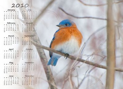 Eastern bluebird, North Chagrin Nature Center copy.jpg