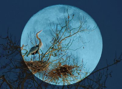 Great-Blue-Moon-copy.jpg