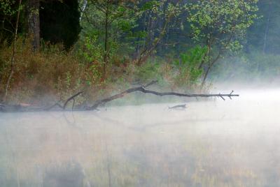Pennyrile Park Spring Photo Contest