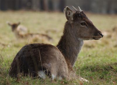 Ickle Baby Fallow