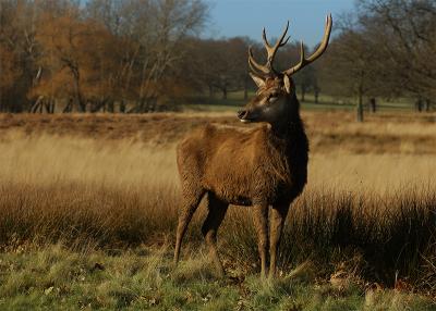 Wild(ish) Stag in Richmond Park, UK