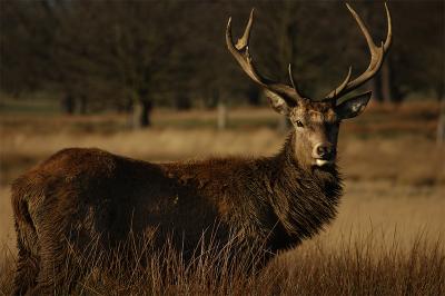 Wid(ish) Stag, Richmond park, UK