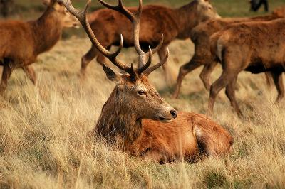 Red and Fallow Deer - Richmond Park 2005