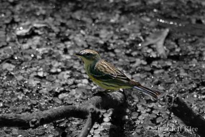 IMG_6014.JPG