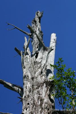IMG_6028.jpg