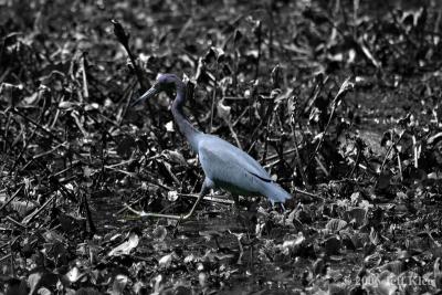 IMG_6080.jpg