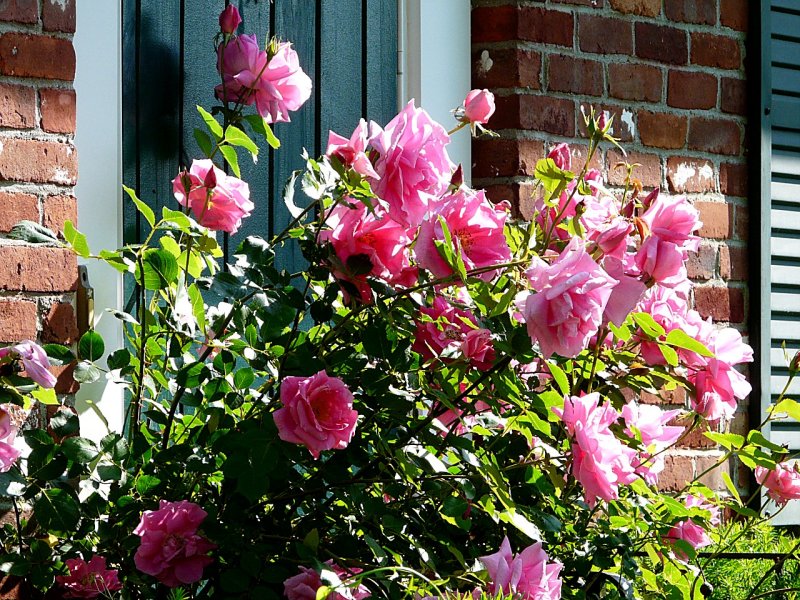 Everbloomers Blooming ~ May 29th