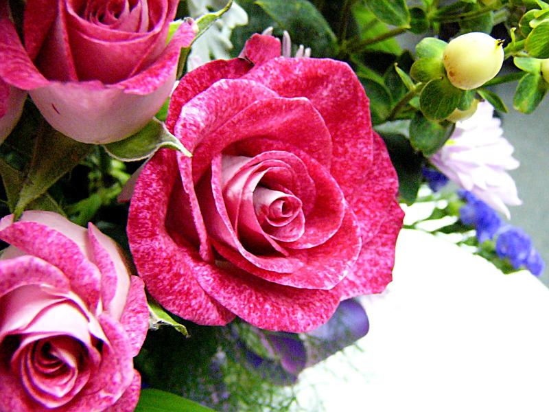 January 14th ~ new roses