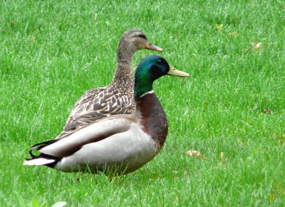 Front Yard Ducks ~ April 10th