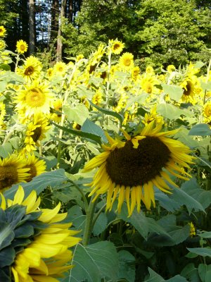 Sunflowers abounding~ September 17th