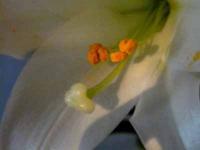 Liliaceae ~ April 4th
