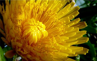 Dandy Dandelion ~ April 25th