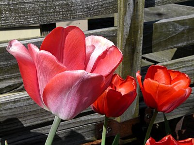 Tulips by the Fence ~ April 27th