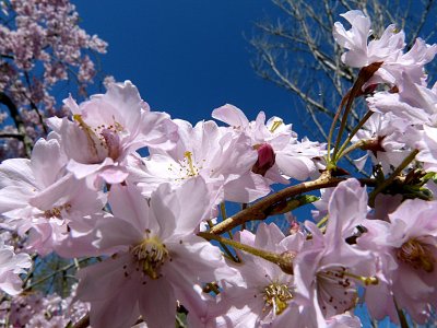 Cherry Blossoms ~ April 28th