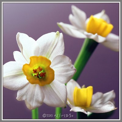 02 Narcissus 水仙花