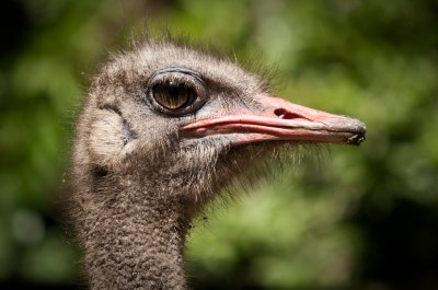 Ostrich