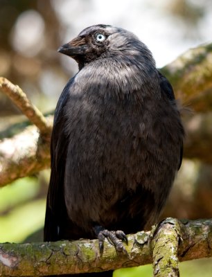 Kauw, jackdaw