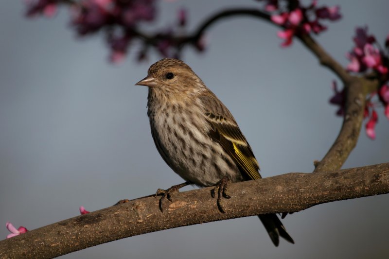 Pine Siskin