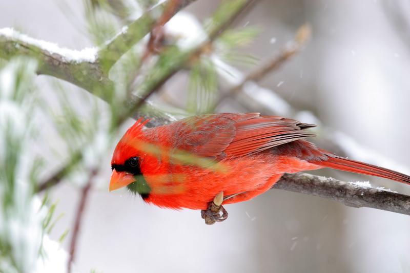 Northern Cardinal