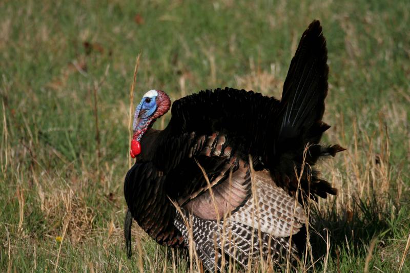 Wild Turkey