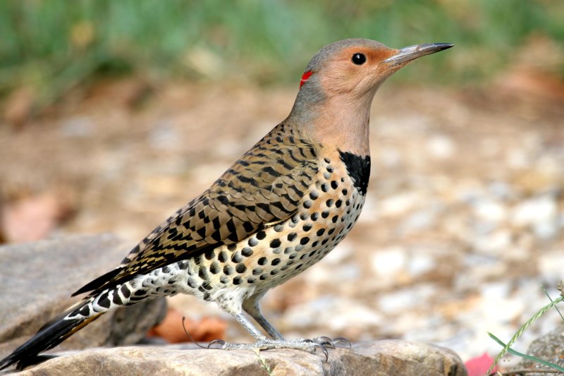 Northern Flicker