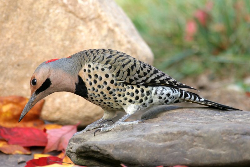 Northern Flicker