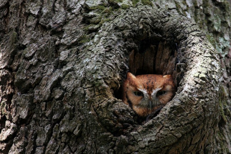 Eastern Screech Owl