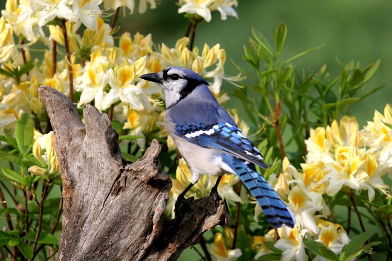 Blue Jay