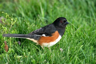 Eastern Towhee (formerly Rufous-sided Towhee)