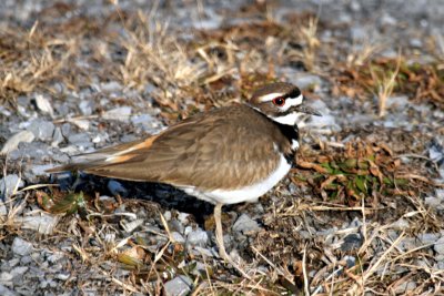 Killdeer